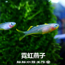 Neon Swallow import tropical ornamental fish cylinder grass vat upper floor mild lamp fish group tours the groom official living set water