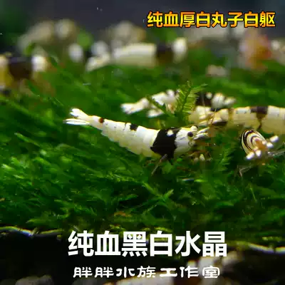 Fat fish house black and white crystal shrimp Black Diamond wine red gene shrimp pet algae removal tools pure blood 0 8cm