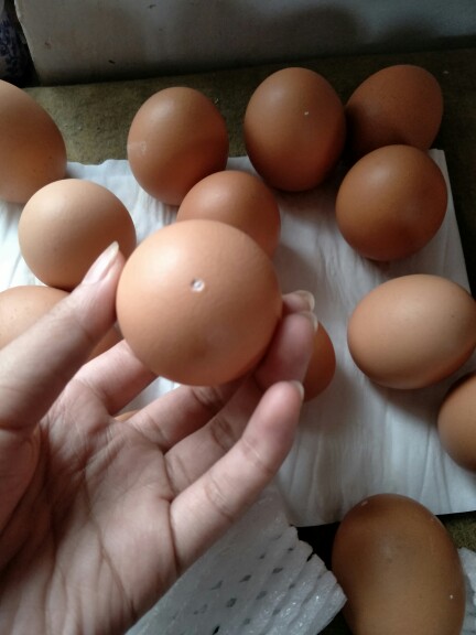 Painted egg shells, goose egg shells, egg shells, children's handmade colored eggs diy production