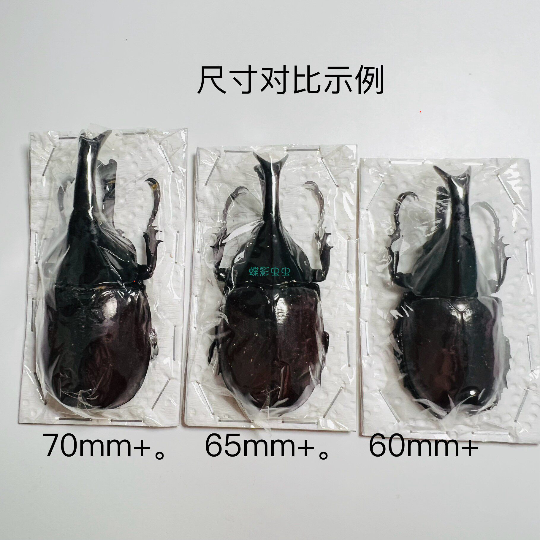 橡胶木犀金龟姬兜Xylotrupes gideon干制原虫标本有何特别之处？适合收藏吗？-甲虫-淘宝好物网
