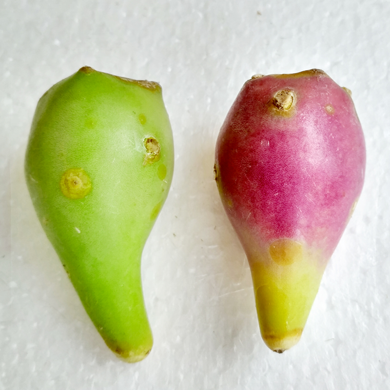 Now Picking Wild Cactus Fruit Fresh Fruit Fairy Fruit Mini Red Green Pair of Half 750g Now Removed