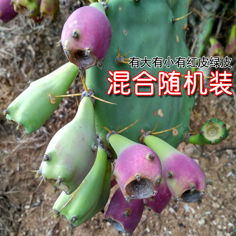 Cactus fruit wild cactus fruit fresh fruit cactus mini green skin red heart fruit 750g