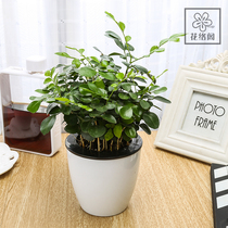 Floral gardening indoor potted plant green plant hydroponic plants (Kyushu seven-in-seven aromas)