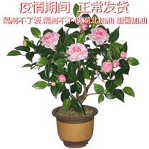 Tea Blossom Flower Miao Balcony Indoor Potted Mountain Tea Flowers 3 Years Sapling Peony Plant Peony Plant Four Seasons Blooming Green Plant