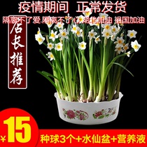 Indoor floral ocean water fairy balls seed potted water fairy flower water polo plant water to grow flowers green plant flowers