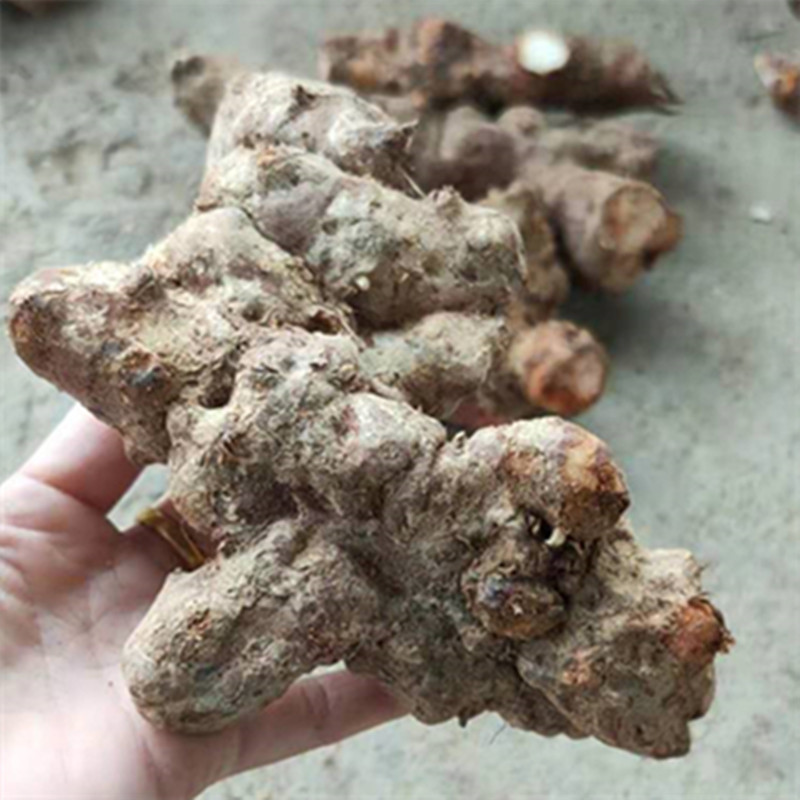 Fresh wild earth and poria farmhouse now dug for the whole poria block of poria pachyma pachyma cocos 5 cati