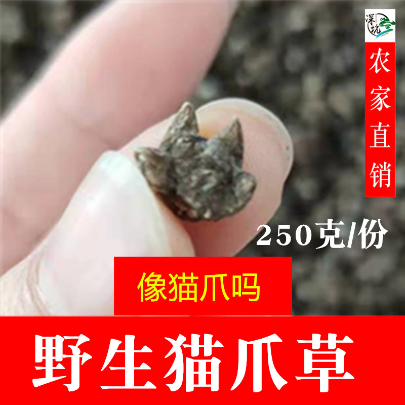 Wild cat's claw Chinese herbal medicine freshly washed and dried farmer's goods Guangdong soup medicated meal kitten's claw 250g