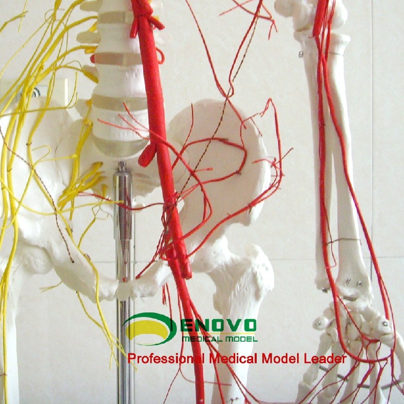 ENOVO专业 人体170CM骨骼神经血管骨架标本骨骼模型-阿里巴巴