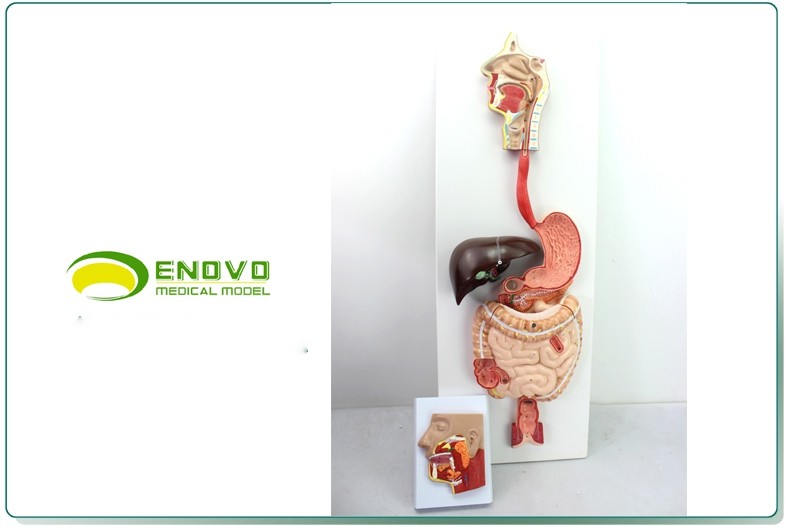 ENOVO人体消化系统模型 消化道 消化腺模型 人体九大系统-阿里巴巴