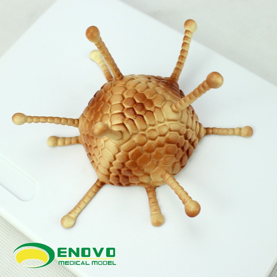 Microbiological Virus Model Baculovirus Adenovirus Phage Virus HIV | eBay