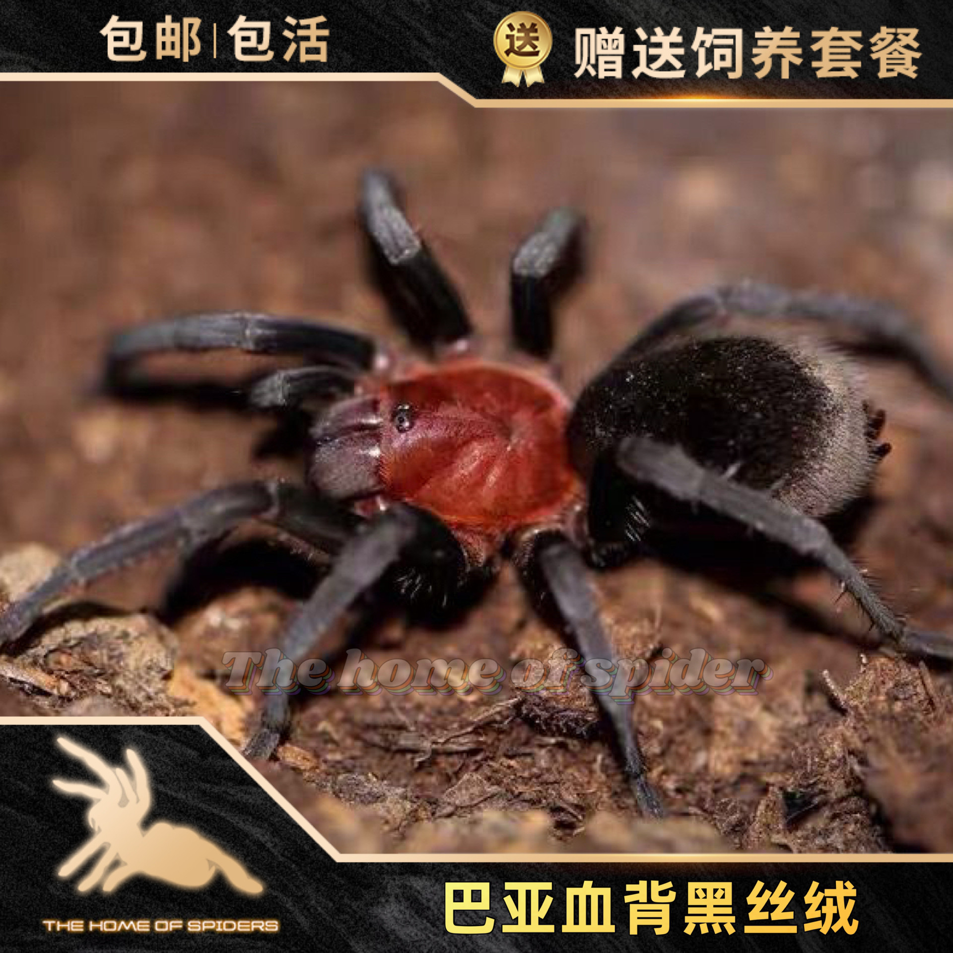 🔥巴西血背黑丝绒宠物蜘蛛🌿 68元解锁新宠体验!-蜘蛛-淘宝好物网