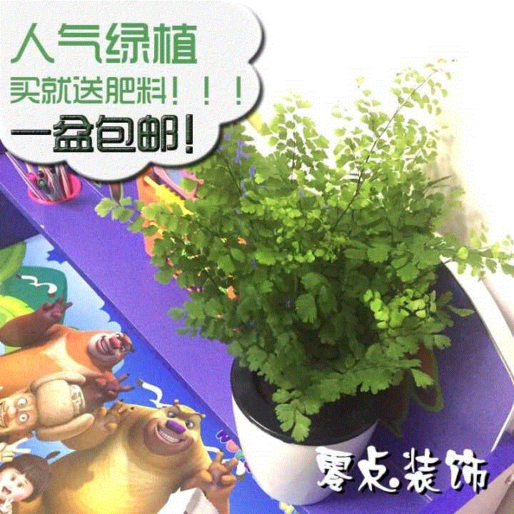 室内盆栽植物 铁线蕨盆栽 吸甲醛净化空气 水培绿植盆栽花卉