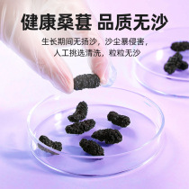 Xinjiang Mulberry dry 500g dry head stubble new clean sand - free tea is foaming bulk