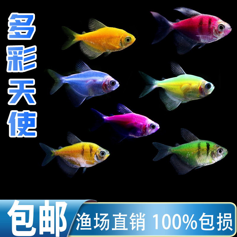 天使鱼观赏鱼群养指南:好养耐活的热带鱼群养选择与喂食技巧-旅游-淘宝好物网