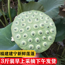 Fujian Jianning fresh showered lotus seeds are tender and eaten raw wild farmers are now picked and shipped 3 pounds