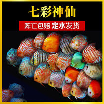 Tropical fish ornamental fish freshwater swallows live fast-growing fish free of charge