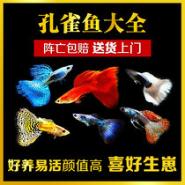 Tropical fish small ornamental fish Peacock anchovies ice blue peacock American all red ribbon viviparous fish easy to breed