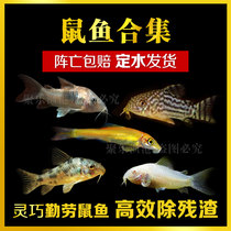 Mouse fish bottom-dwelling fish scavenger pepper coffee White Rat space gold thread gold thread Gold Pearl Jasmine leopard rat algae fish