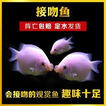 Tropical fish ornamental fish small fish light fish kissing fish sweet fish