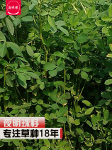 Night Pearl alfalfa seed perennial South and North big leaf Four Seasons breeding pasture seeds 50g