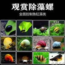 Thai black diamond snail Orange rabbit snail Zebra snail Indonesian Bee horn snail Ornamental snail Algae removal Mysterious Golden snail