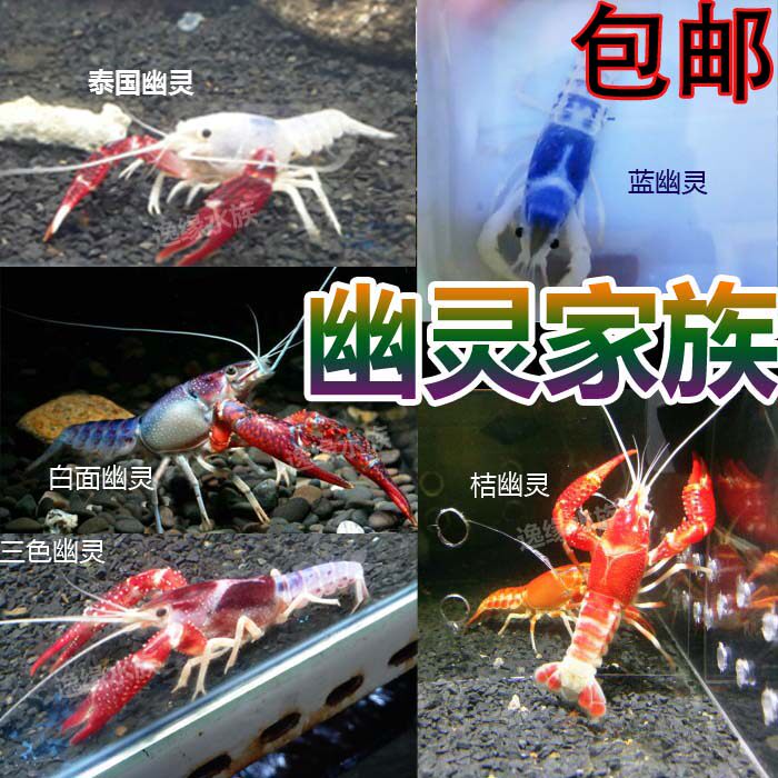 Ghost Crayfish Ornamental Shrimp Pet Shrimp Live Freshwater Shrimp Thai Ghost Orange Ghost Blue Ghost