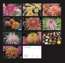 2023 chrysanthemum postcard set of ten