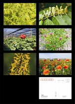Medicinal Plants of 2023 (3) Type A Postcards Set of 6