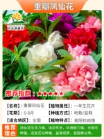 Смешанный цвет фенгианский цветок 600 зерна удобрений+корневой порошок