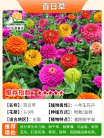 Смешанный цвет сотни -дневную траву 1000 зерна удобрений+порошок корня