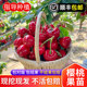 Cherry saplings cherry tree sapling potted ground planting in the south and north courtyard planting fruit saplings cherry tree big cherry