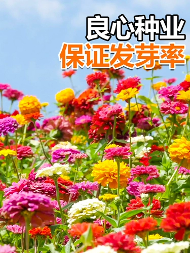 Цветочный семена дикого цветочного комбинации видов солнечных цветов, семена семян цветочника Феникса График Семя семян семян семян семян