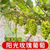 Gyloss 苖 Солнечные саженцы виноградные северные северные и южные сезоны растут розовые благовония Лето чернокожие гигантские семена без семян