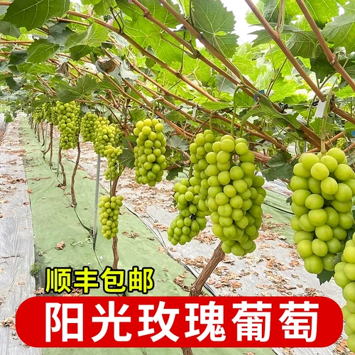 Gyloss 苖 Солнечные саженцы виноградные северные северные и южные сезоны растут розовые благовония Лето чернокожие гигантские семена без семян