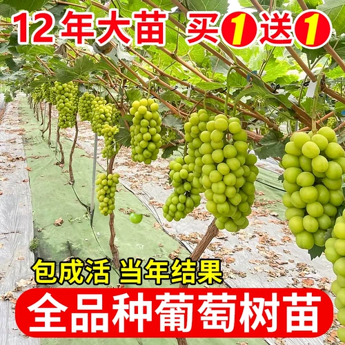 Gyloss 苖 Солнечные саженцы виноградные северные северные и южные сезоны растут розовые благовония Лето чернокожие гигантские семена без семян