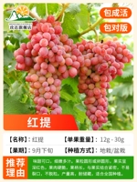 12-летние саженцы (Hongdi) несут 10 килограммов в этом году