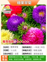 Смешанная -COLAR CANDY CUI CHRYSANTHEMUM 1000 Зерна удобрений+порошок рутирования