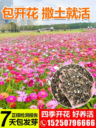 Цветочный семена дикого цветочного комбинации видов солнечных цветов, семена семян цветочника Феникса График Семя семян семян семян семян