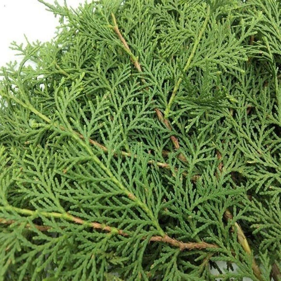 圣诞节松柏枝圣诞松柏圣诞树装饰新鲜松柏叶手工材料