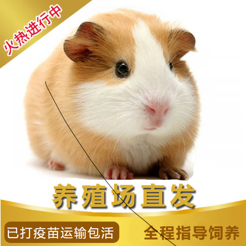 Guinea pig live animal Dutch rat pet grows small guinea pig domestic Dutch rabbit pup hamster live has been vaccinated