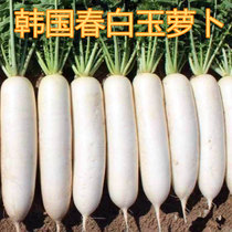South Korea imported spring white jade white radish seeds sown bolting high-yield disease-resistant vegetable seeds