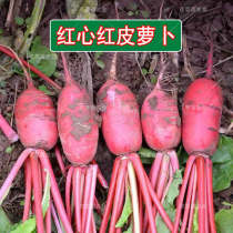 Radish seeds red hearts red perox seeds heat-resistant spring summer and autumn garden balcony fruits and vegetables