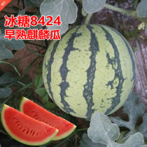 8424 Watermelon Seed Ice Sugar Kirin large Lazy Han High-yield Mega Seedless Watermelon Seed Authentic early spring melon seeds