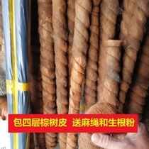  Big leaf Big green dill Middle column Special column Plant climbing palm column Coconut palm stick Coconut palm column Climbing rattan column Climbing rattan pole