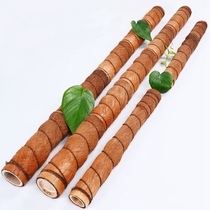  Big leaf Big green dill Middle column Special column Plant climbing palm column Coconut palm stick Coconut palm column Climbing rattan column Climbing rattan pole