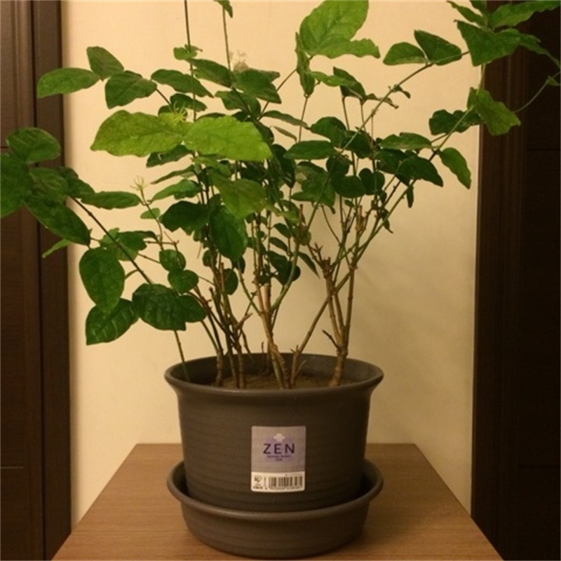 Asian plant with fleshy — img 15