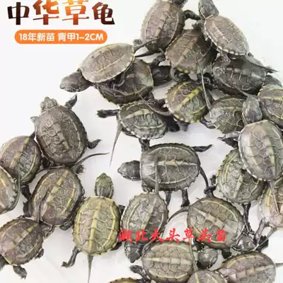 Meng pet grass glans head seedlings Hubei Big Head