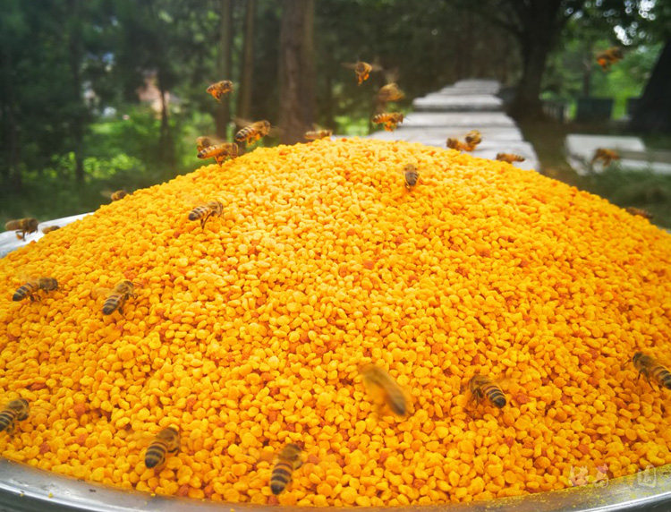 Lotus Powder Picture.jpg