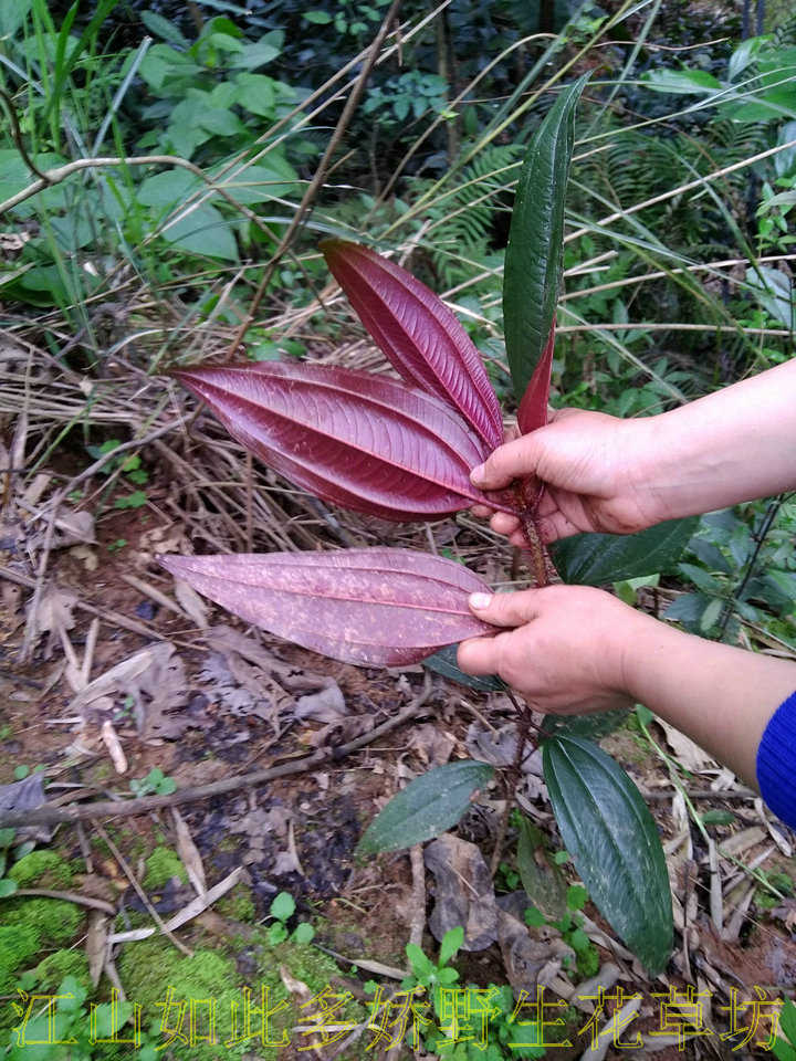 紫叶野牡丹红爆牙狼红背大叶牡丹酒瓶果活血丹药用植物可做观赏