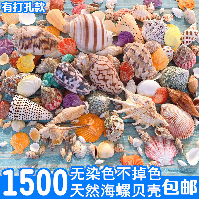 Natural shell conch sea star handmade diy perforated fish tank landscaping aquarium decorative scallop fish hermit crab shell